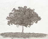 Artista Sketch