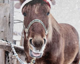 Snow Daze